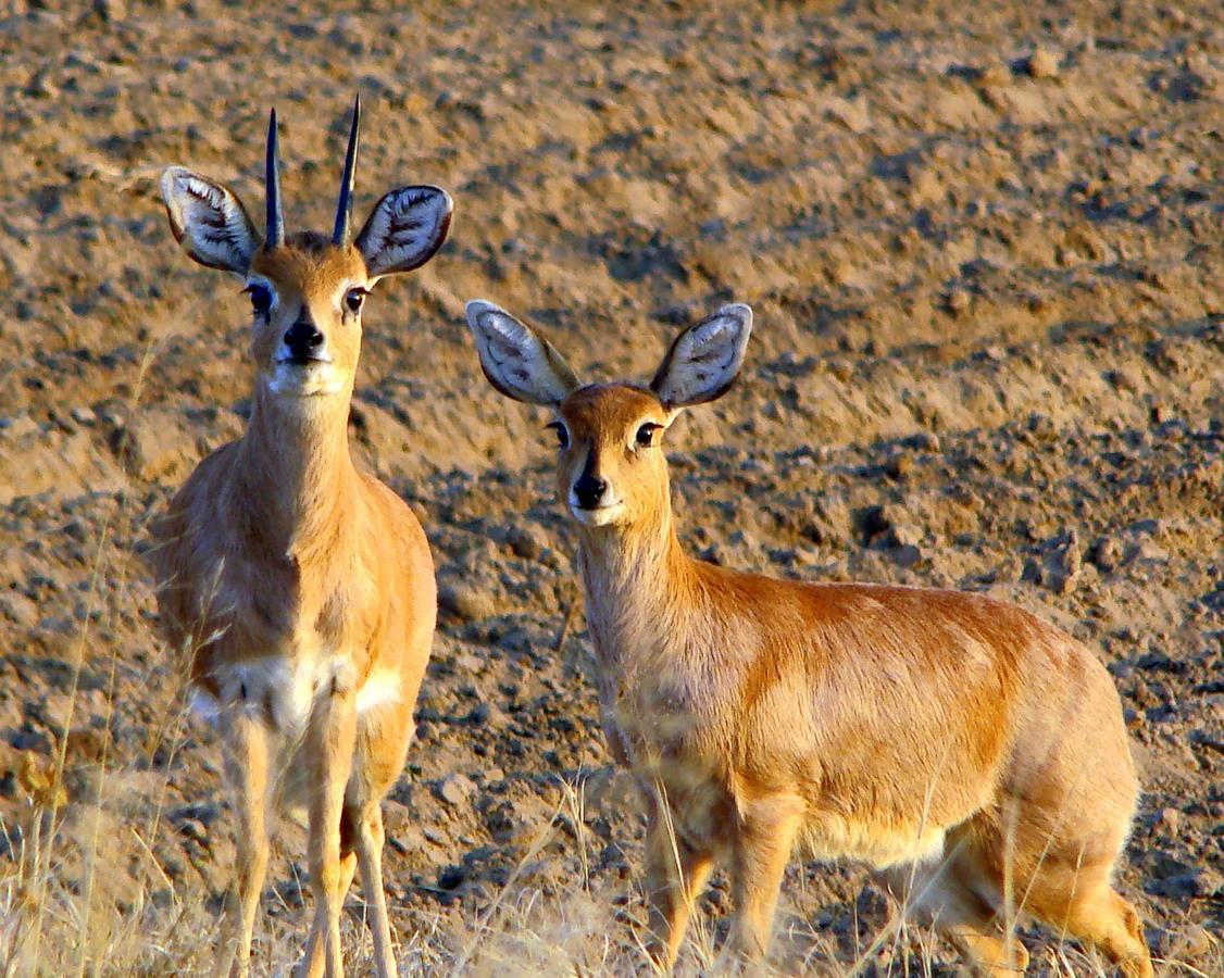 Amohela Ho Spitskop Country Retreat & Conservancy ฟิคส์เบอร์ก ภายนอก รูปภาพ